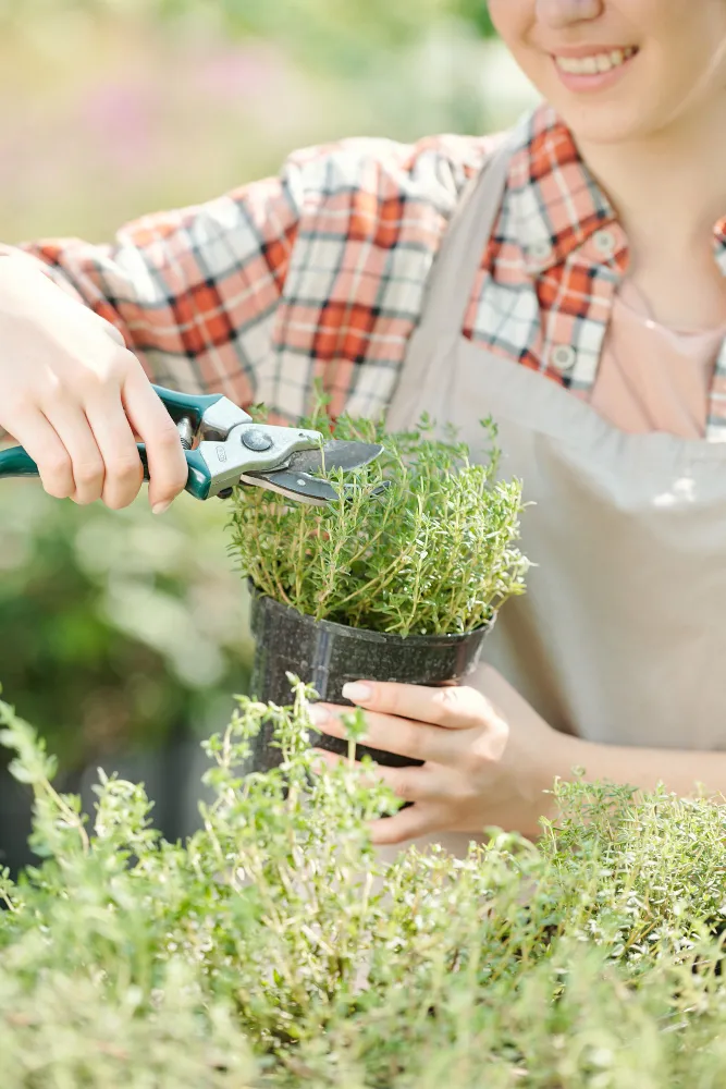 Lawn Care Programs and Lawn Treatments in Woodbridge