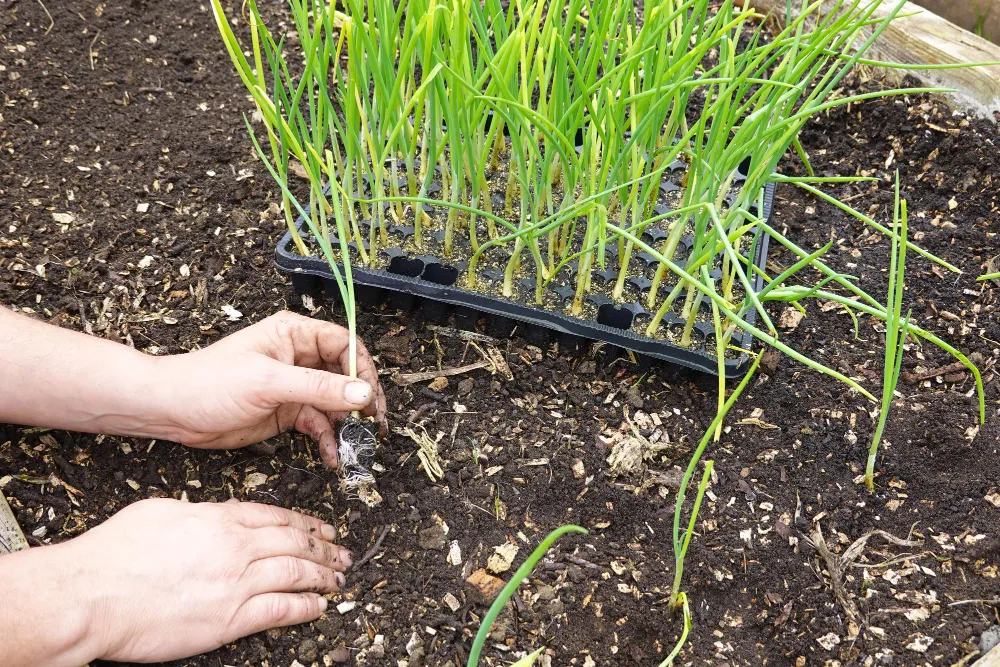 Lawn Care Programs and Lawn Treatments in Georgetown