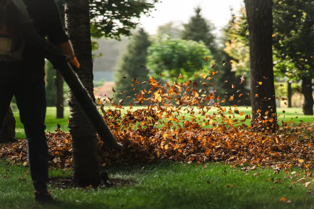 Lawn Care Programs and Lawn Treatments in Georgetown