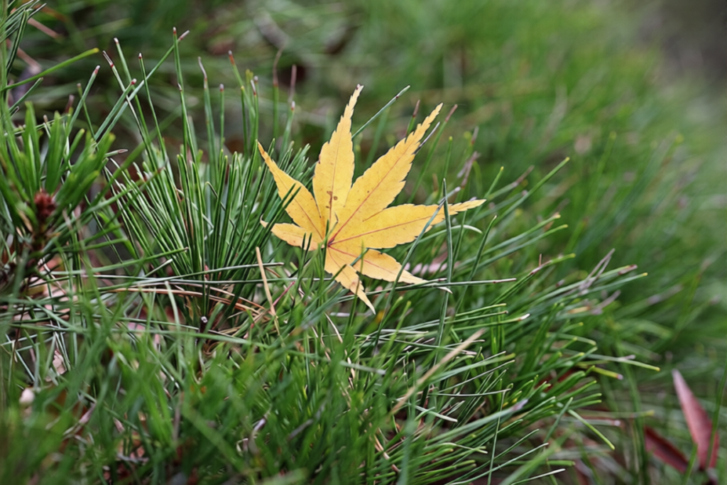 Can I Plant Grass Seed in the Fall