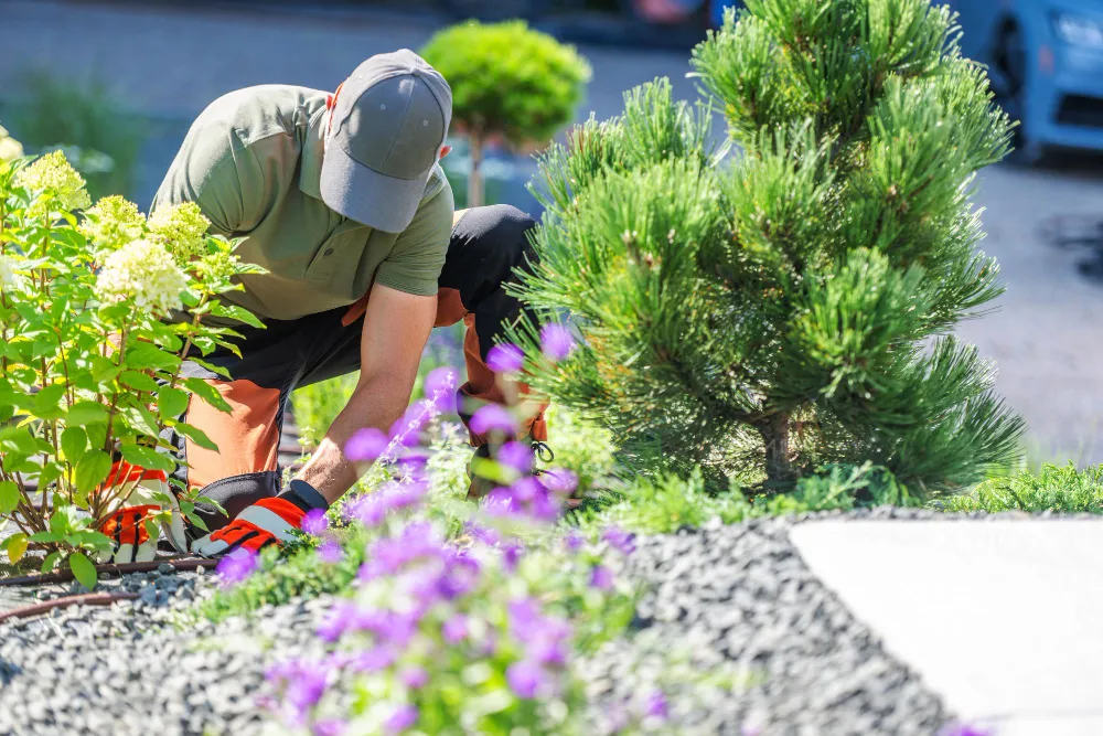 How to Improve Your Lawn in Autumn