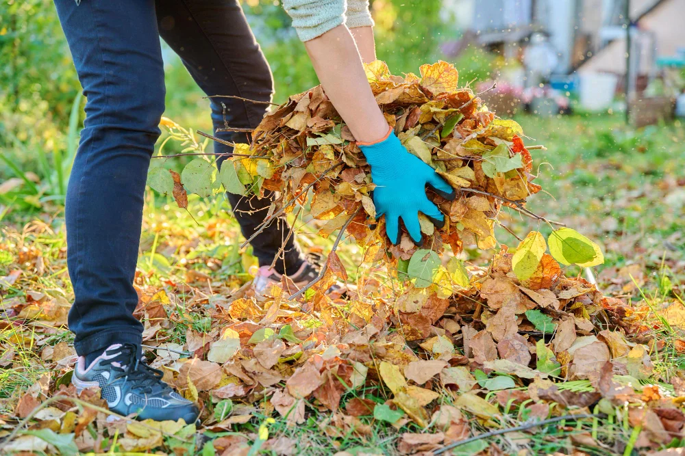 When to Apply Autumn Lawn Treatment